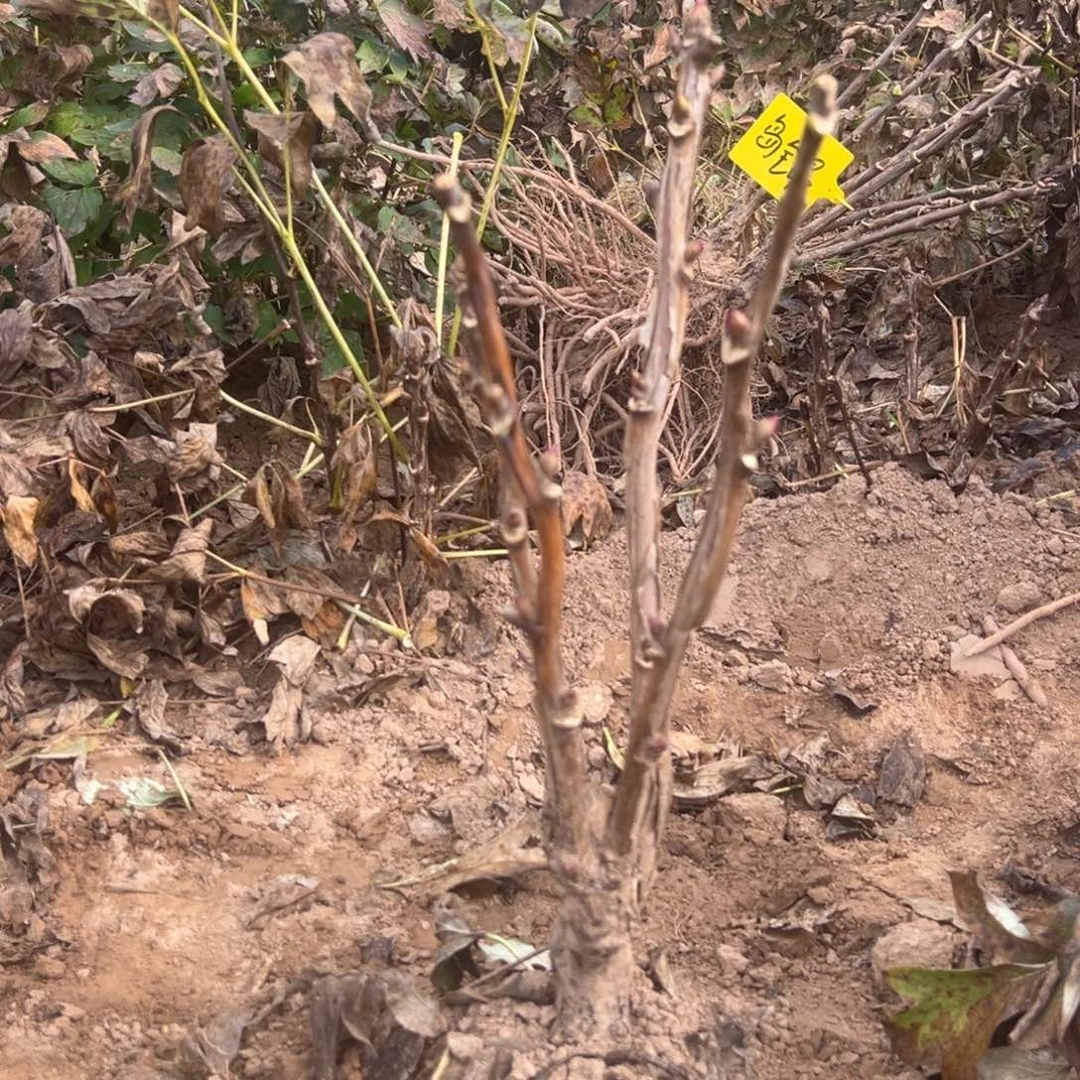 当前无花栽培后可以开花花王