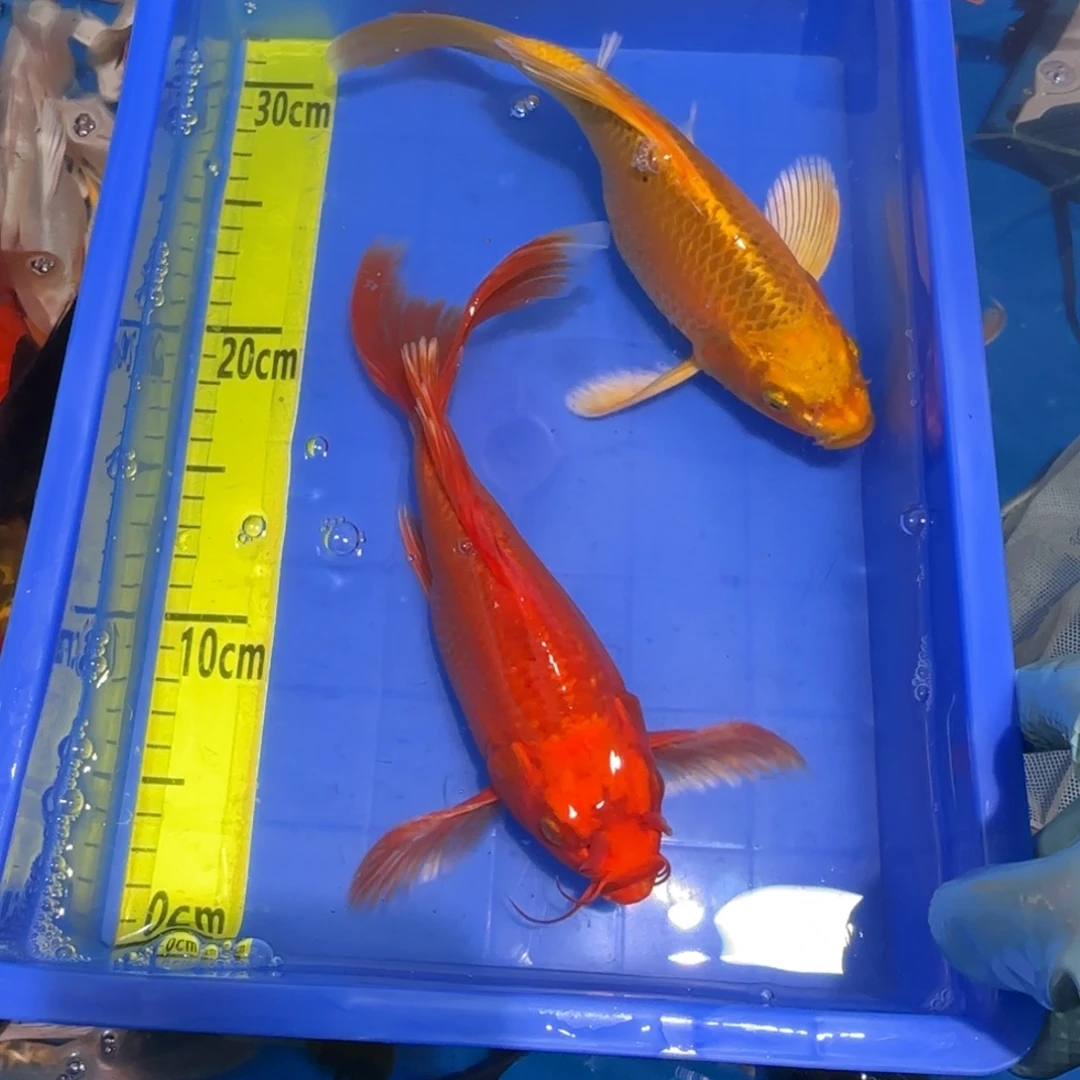 中国大陆蝴蝶鲤两条精品