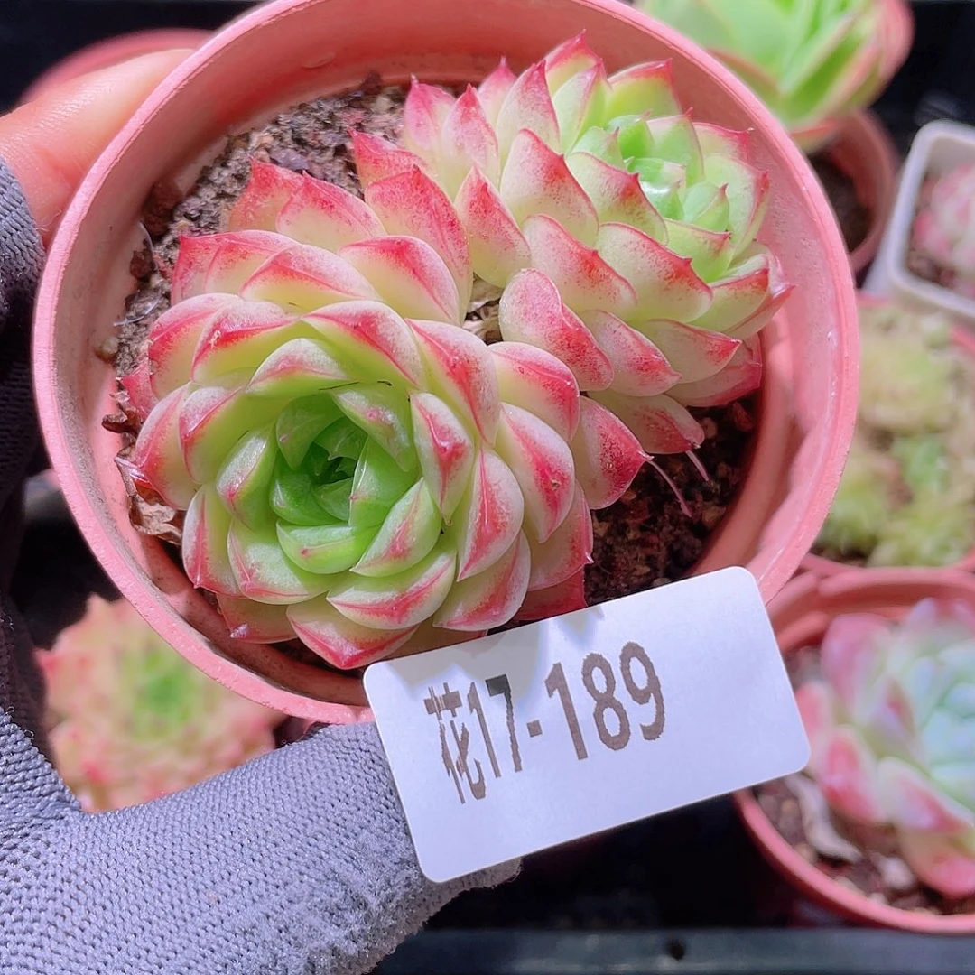 花利美17-189新品