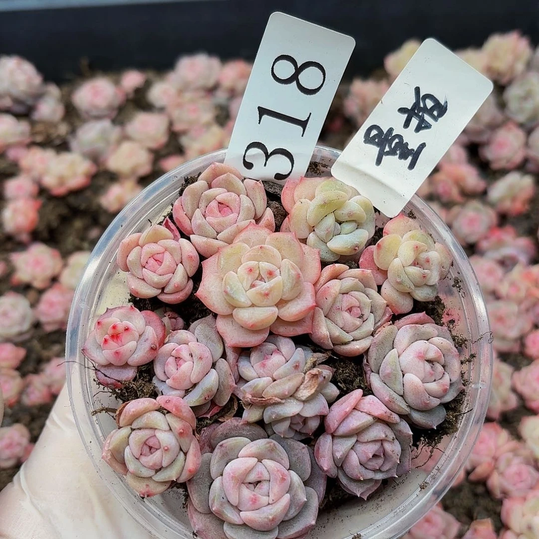 多肉植物多肉植物318量拍