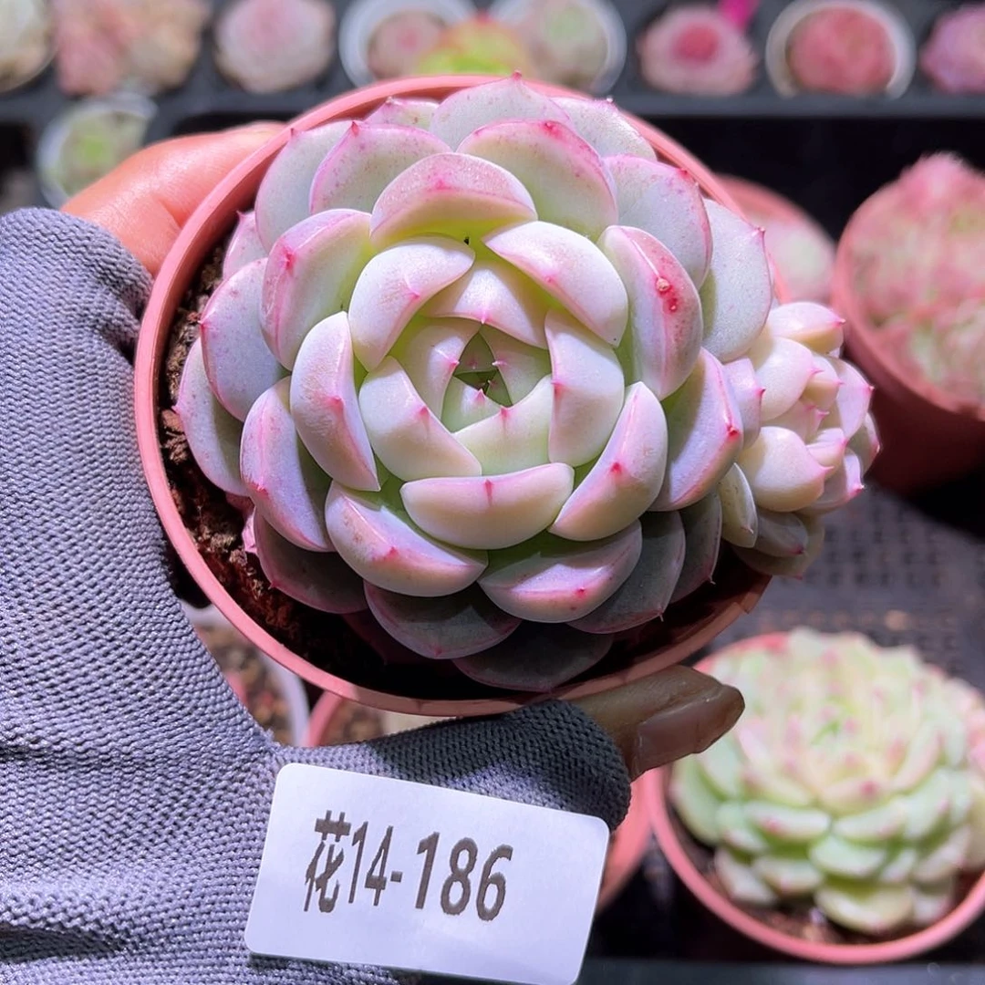 花14-186新品带仔