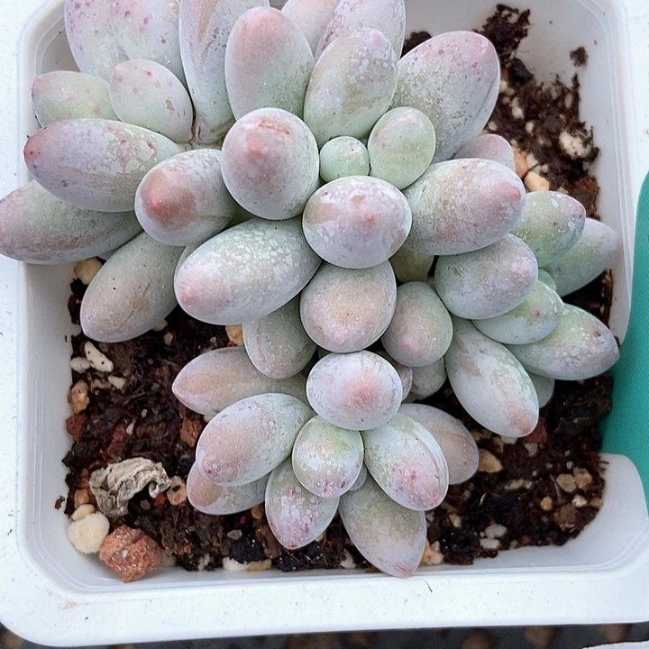 多肉植物汤圆1569
