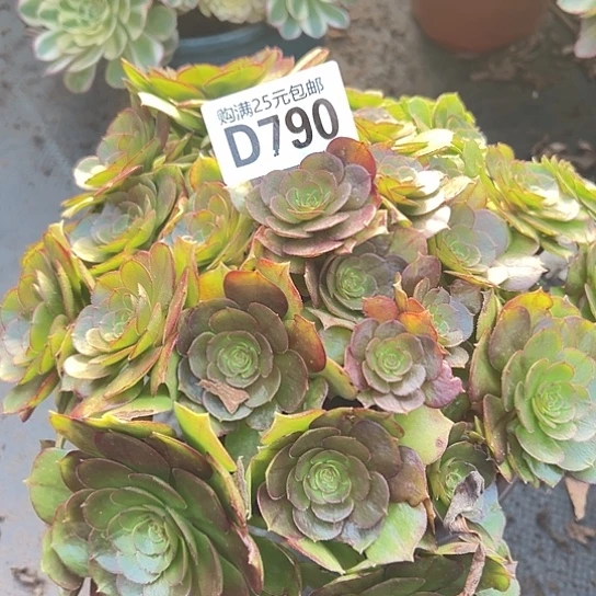 心*多肉植物一个