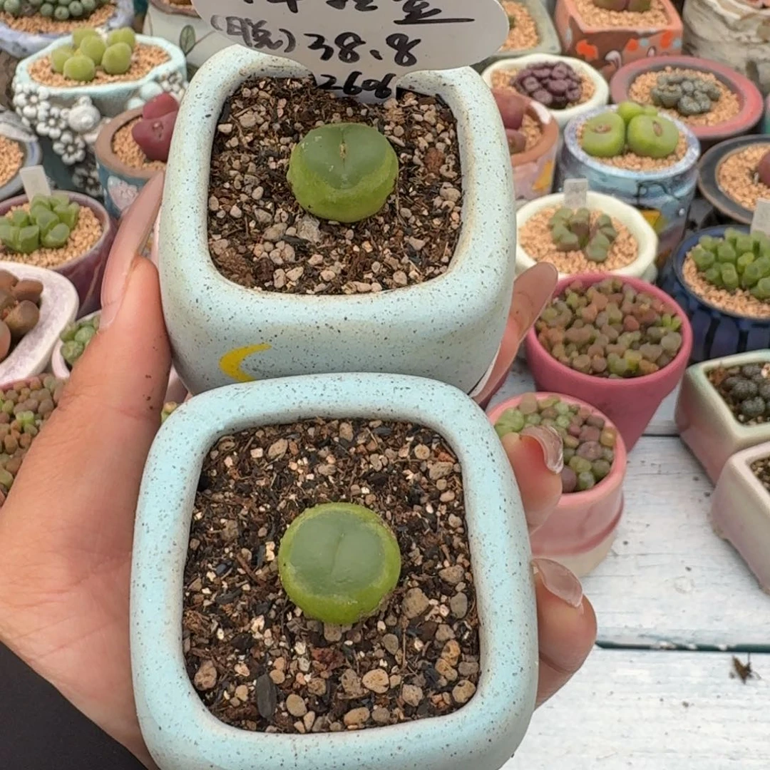 12041-拉登福利一颗脱土带盆