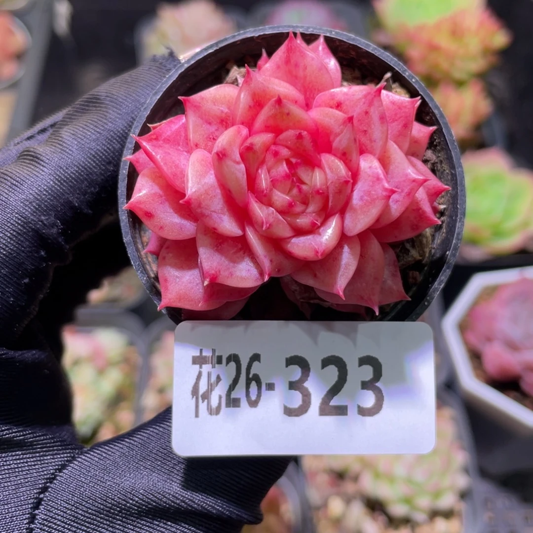 花利美26-323新品