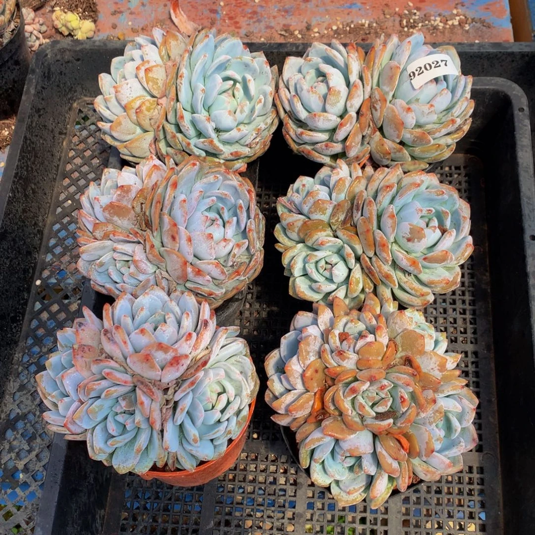 92027六个嗯嗯嗯嗯嗯嗯嗯嗯嗯好