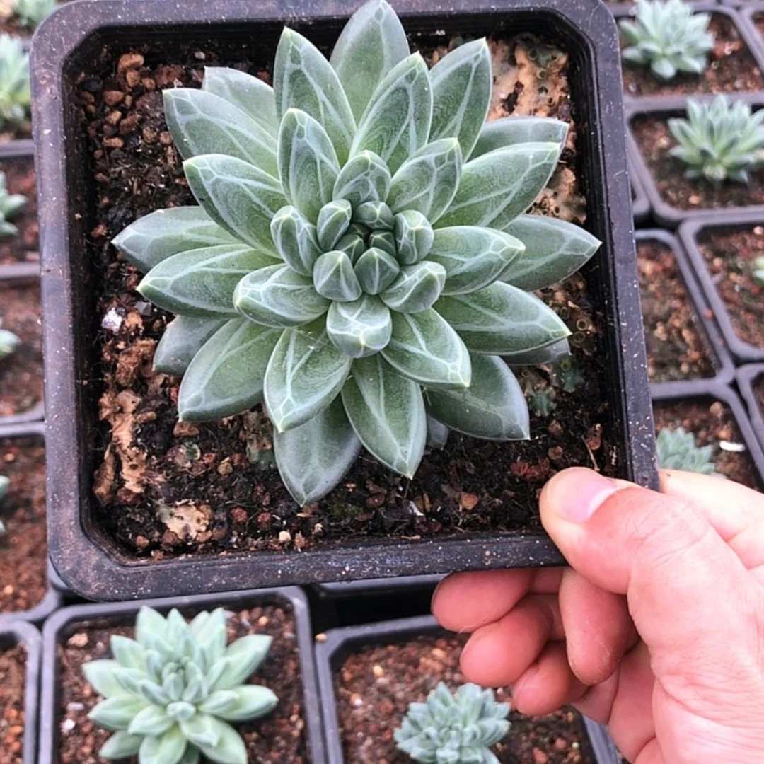 【闪购商品】青花瓷一物一拍