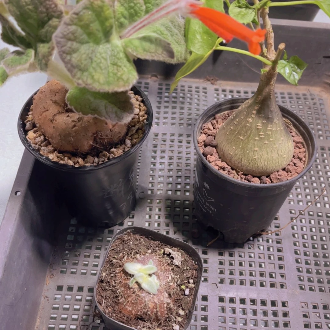 多肉783多肉植物多肉