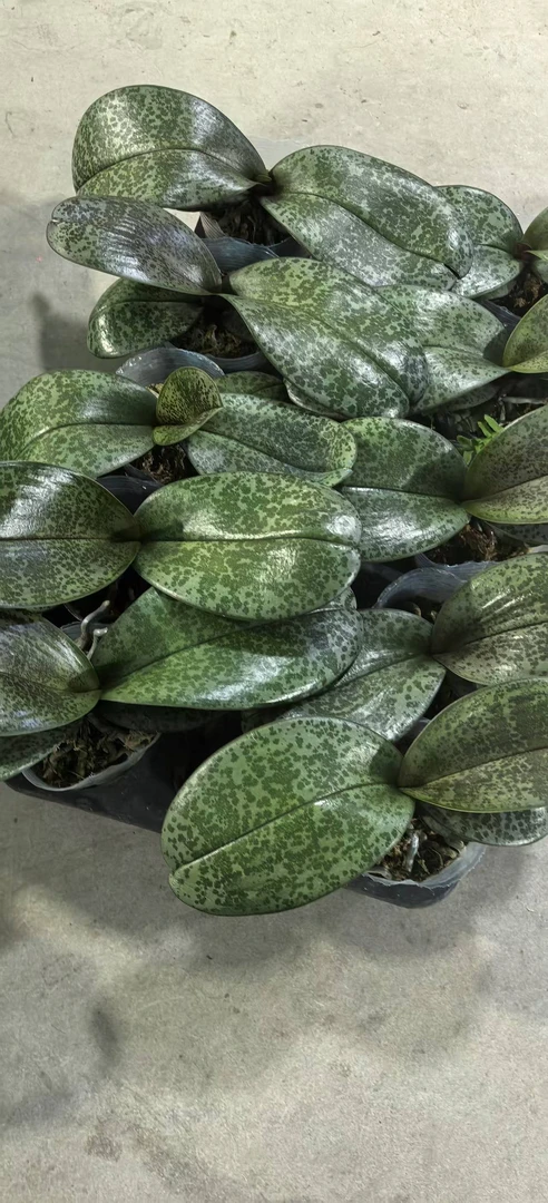 2.8《实生西雷利》蝴蝶兰2.8杯换杯不久 没什么根系 介意勿拍