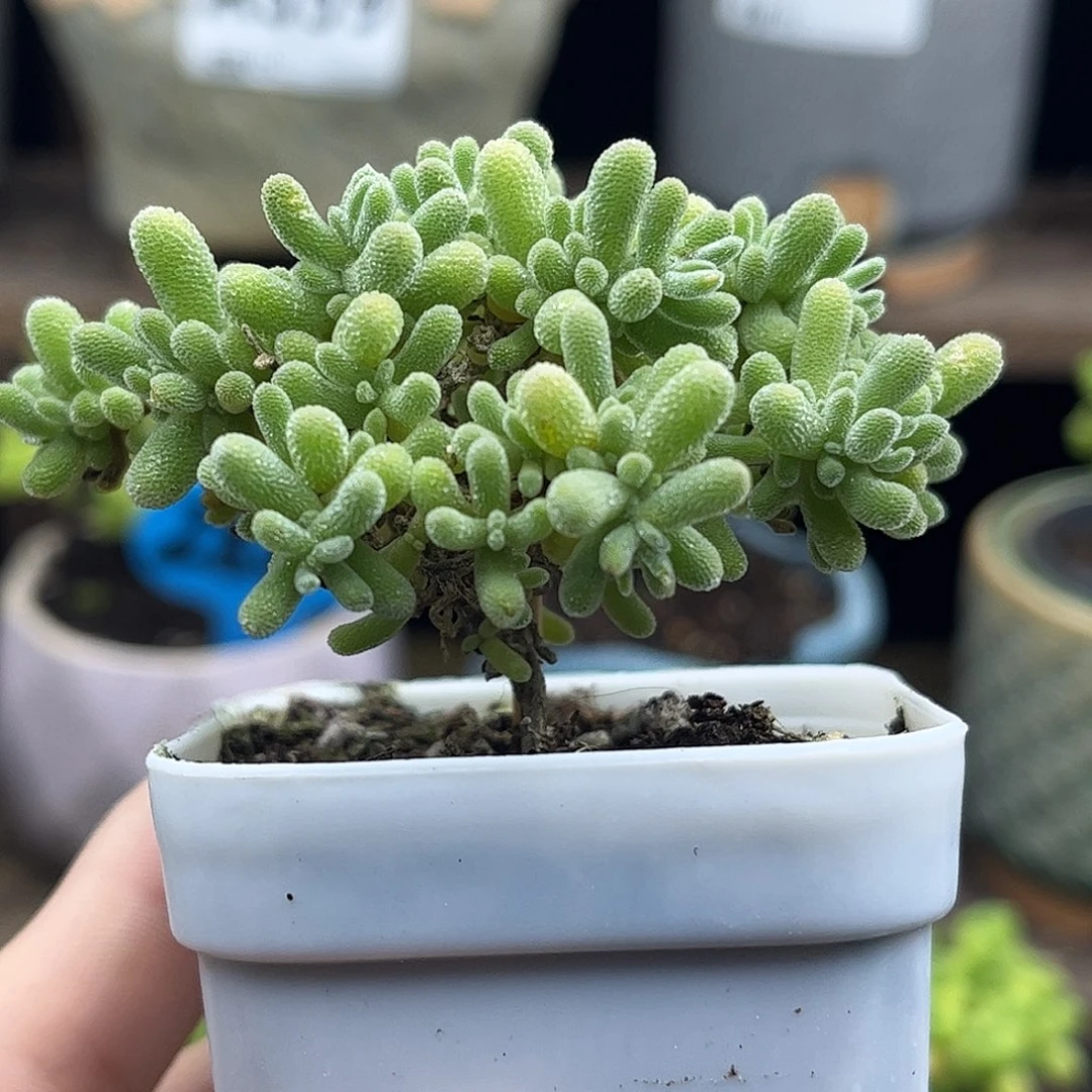20紫冰晶优选枝干番杏
