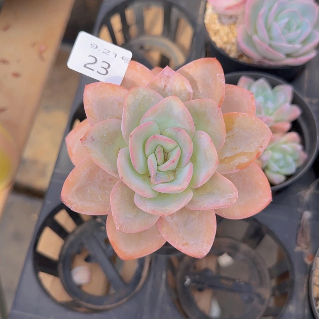 布鲁蓝单头老桩一颗