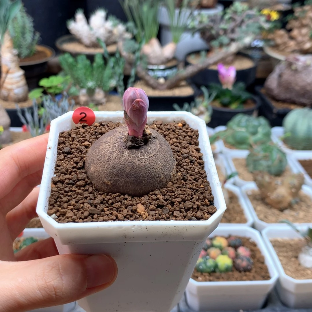 玫瑰大戟带盆3.6cm