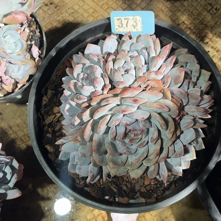 ****ɞ星颖缀锦多头群山373