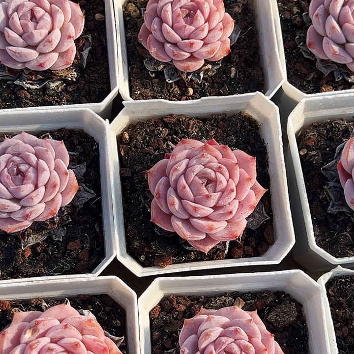 艾莉女王        福利多多