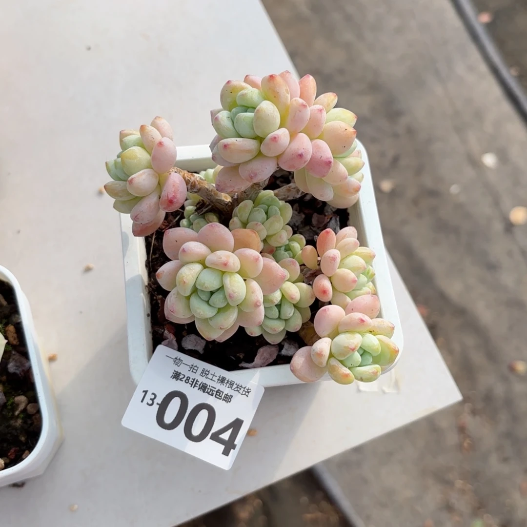 樱花罗绮老桩多肉多肉