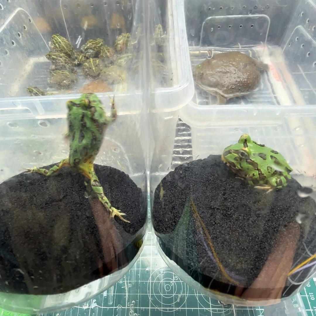 印***阁角蛙两个秘鲁角蛙