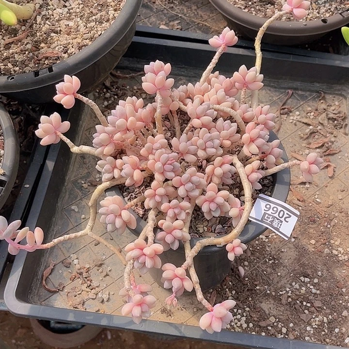 艾桃2066多肉植物