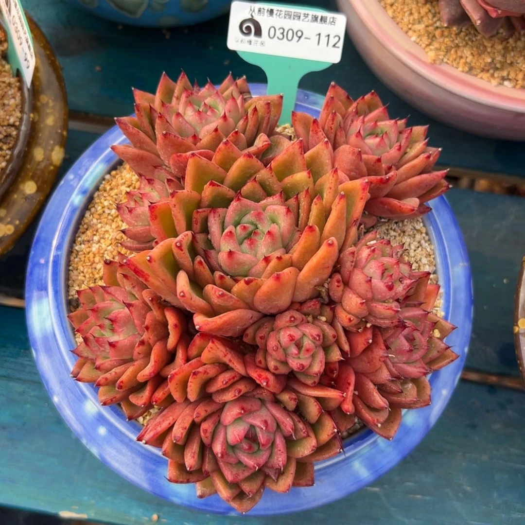 多肉一物一拍0309-112