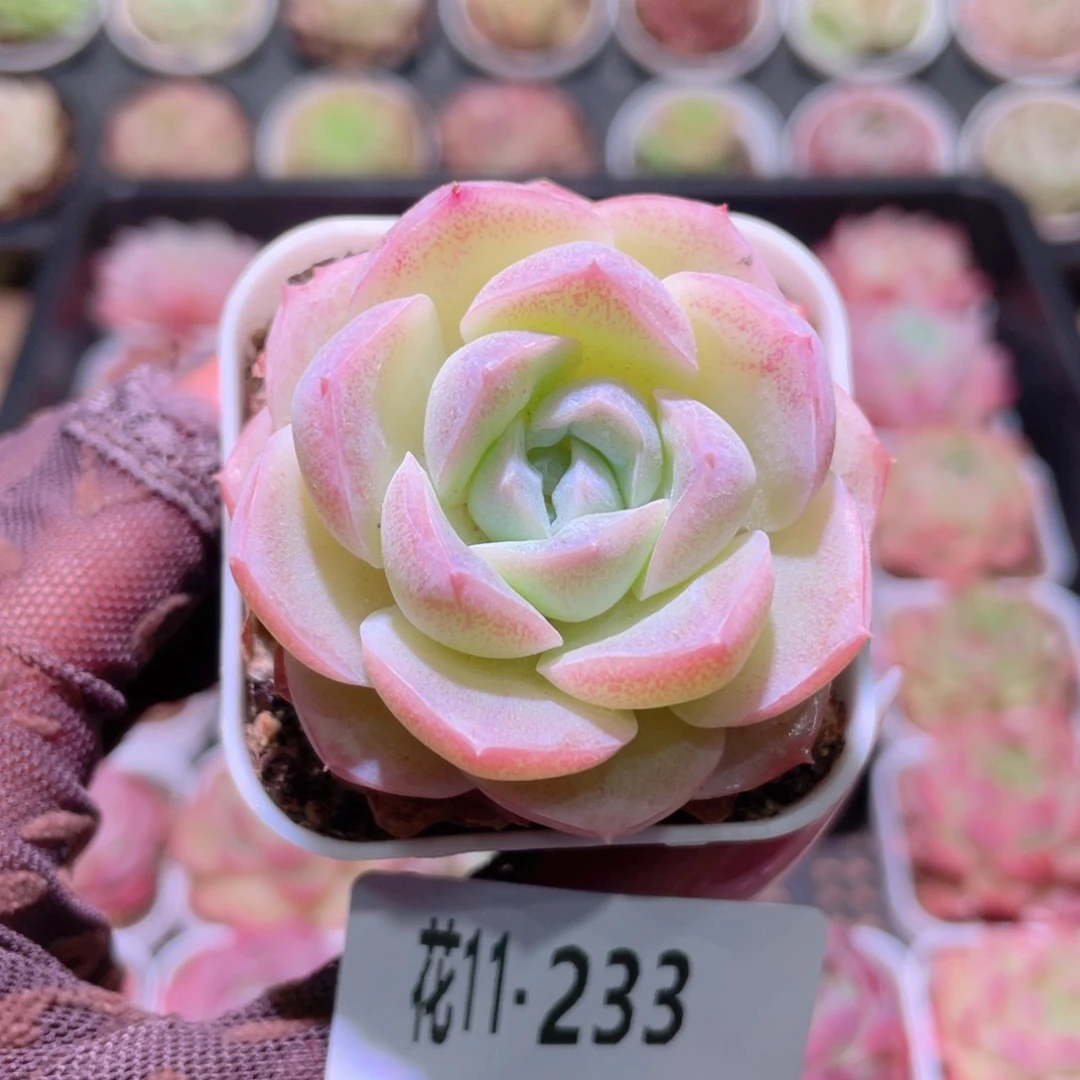 花利美11-233新品