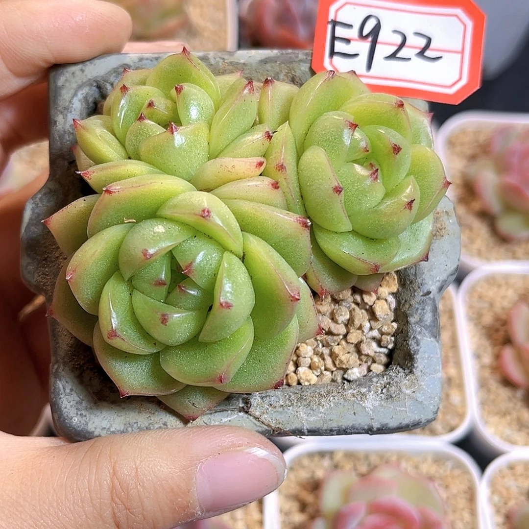 E922一物一拍 绿豆沙