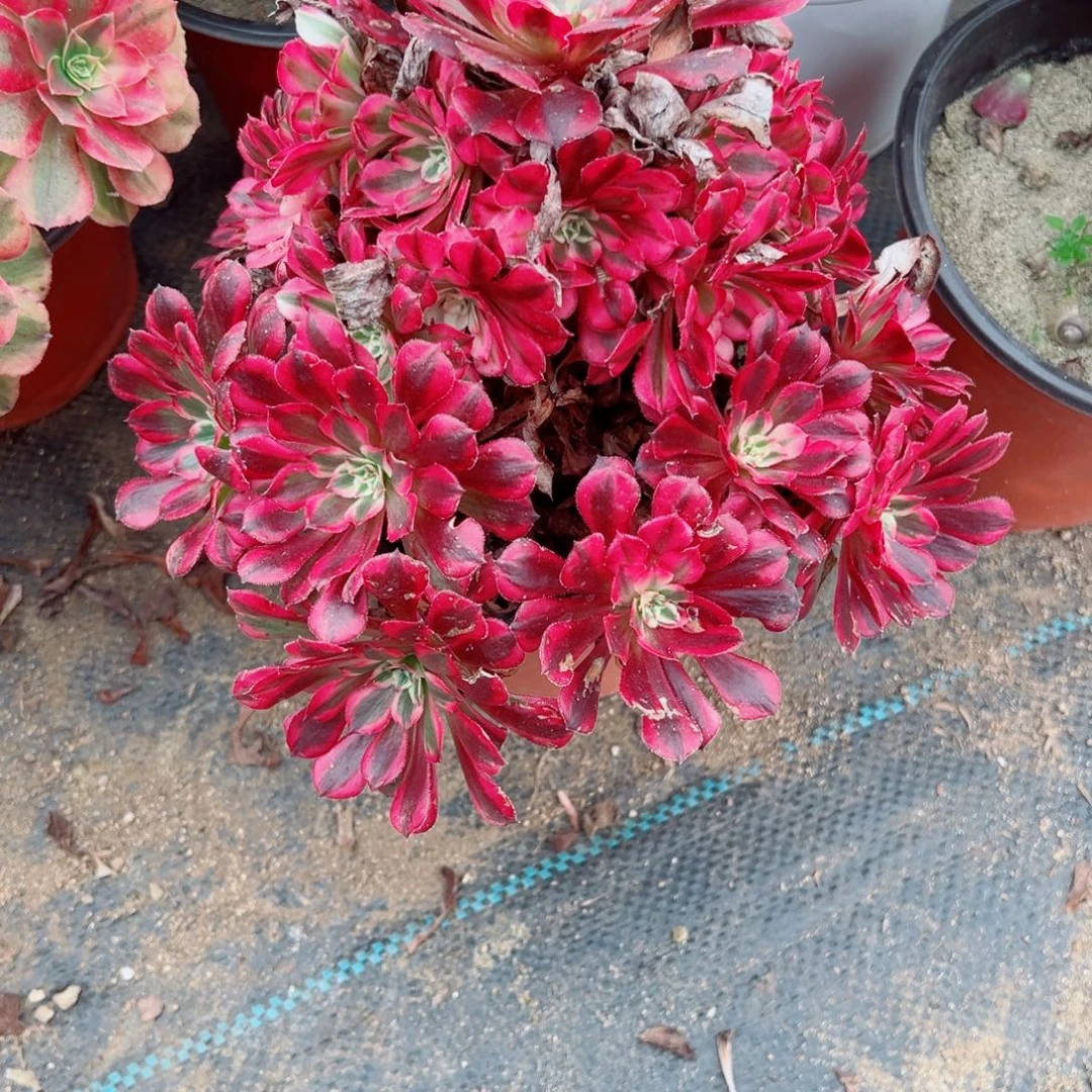 848黑桐超白多肉植物法师