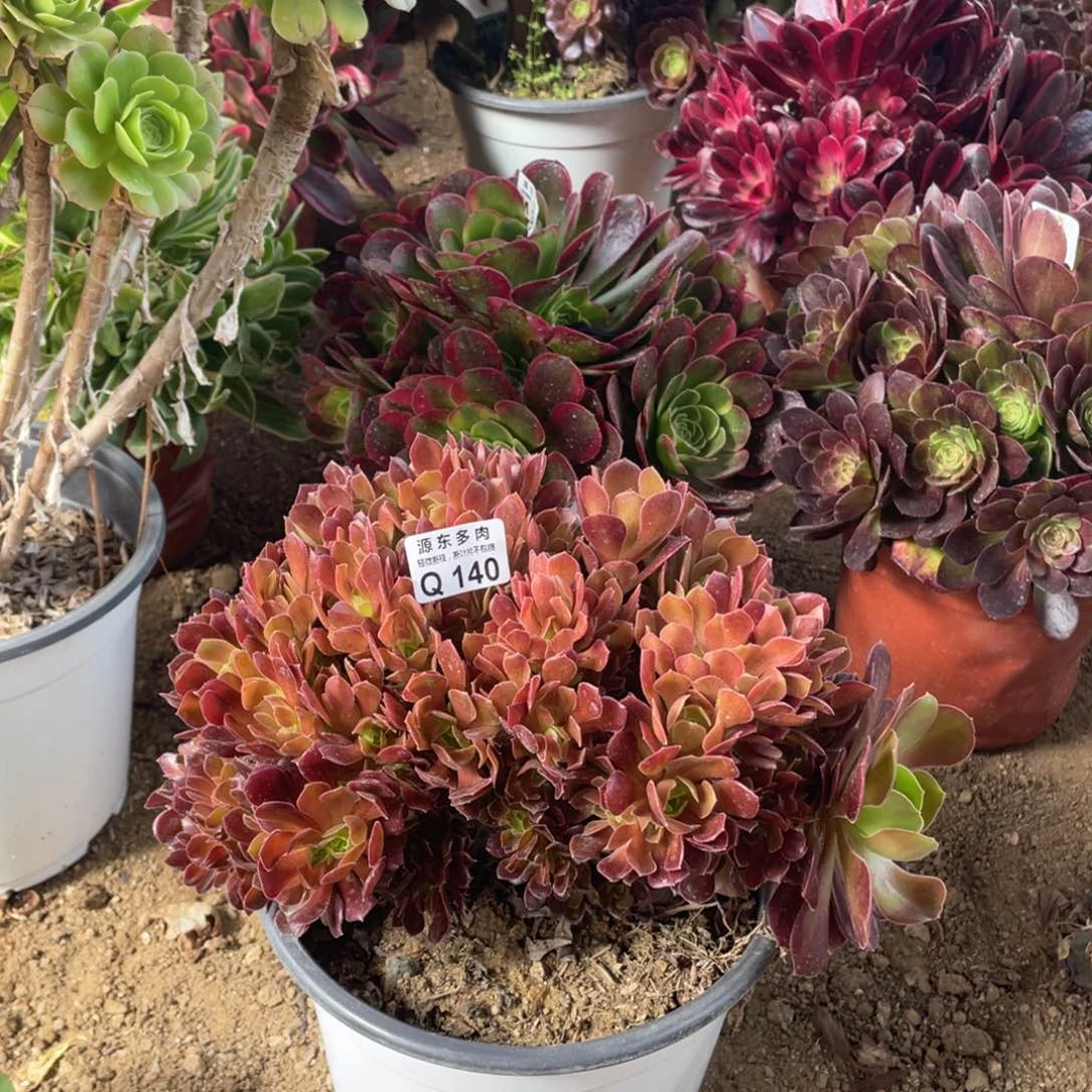 140柠檬多肉法师断枝不包