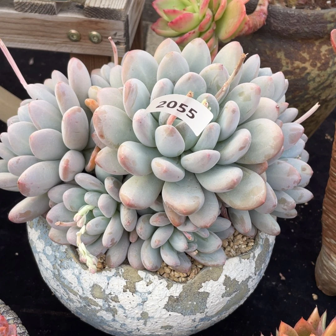 2055香水群生多肉植物老桩