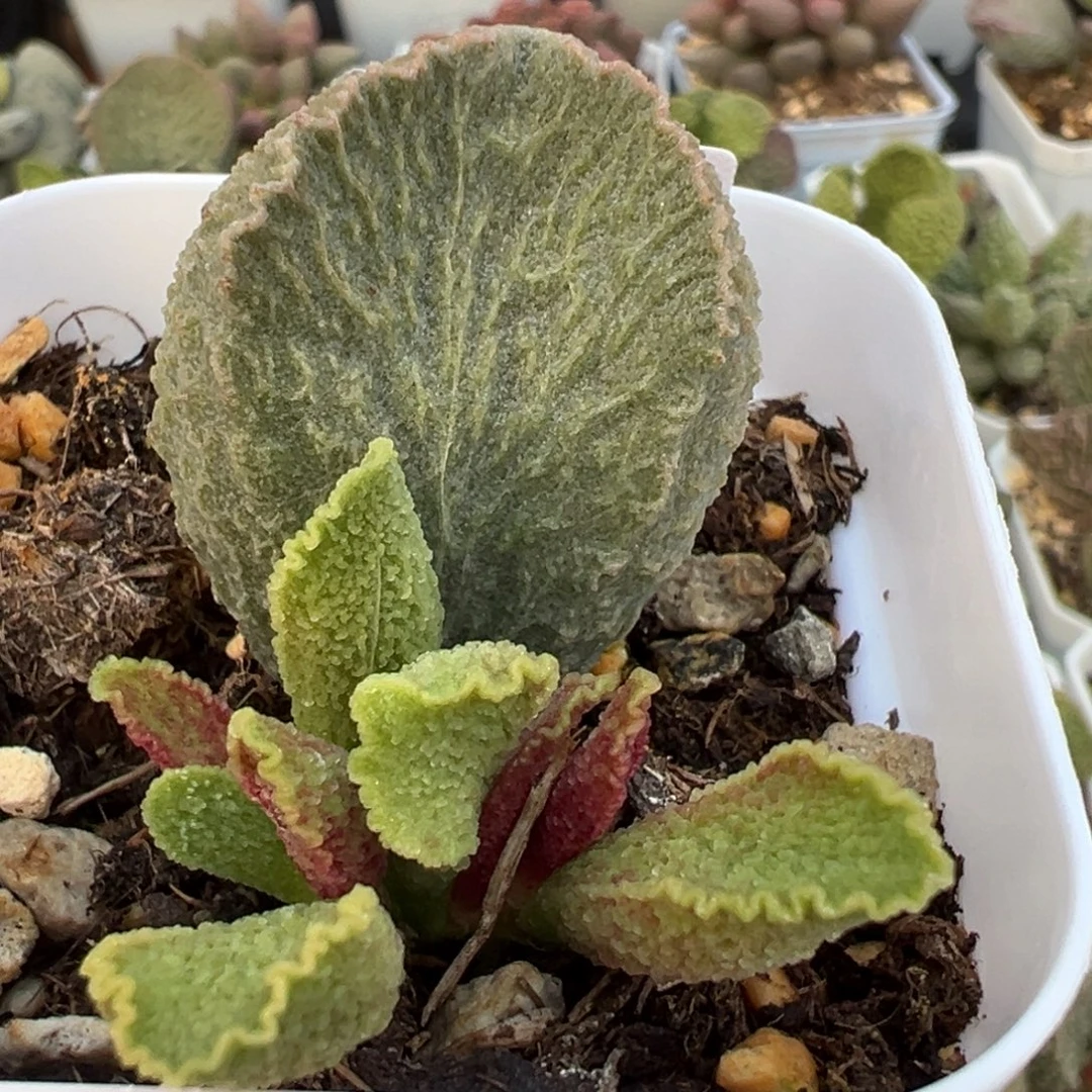 费罗尔大苗多肉植物水泡