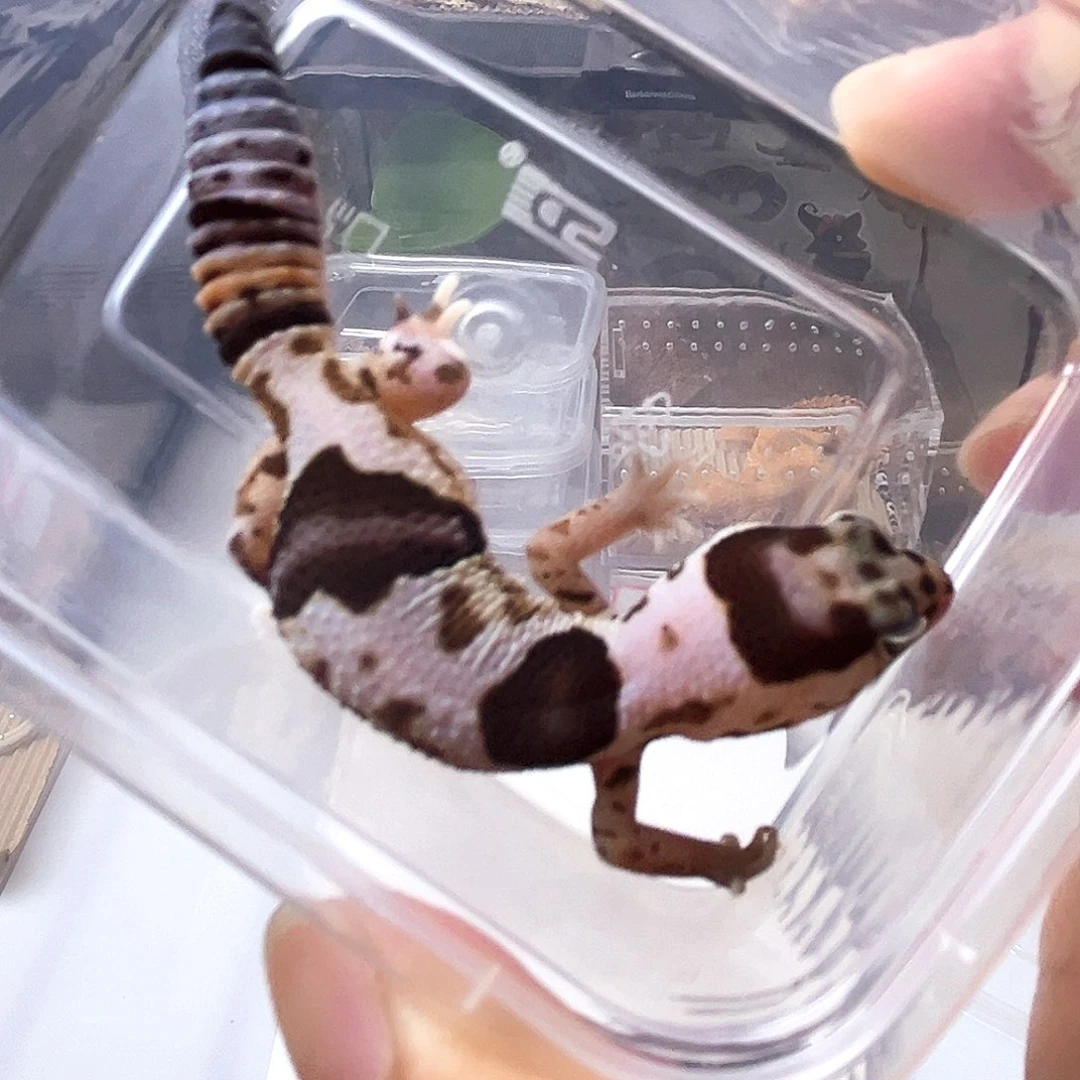 肥尾守宫奶牛肥尾母