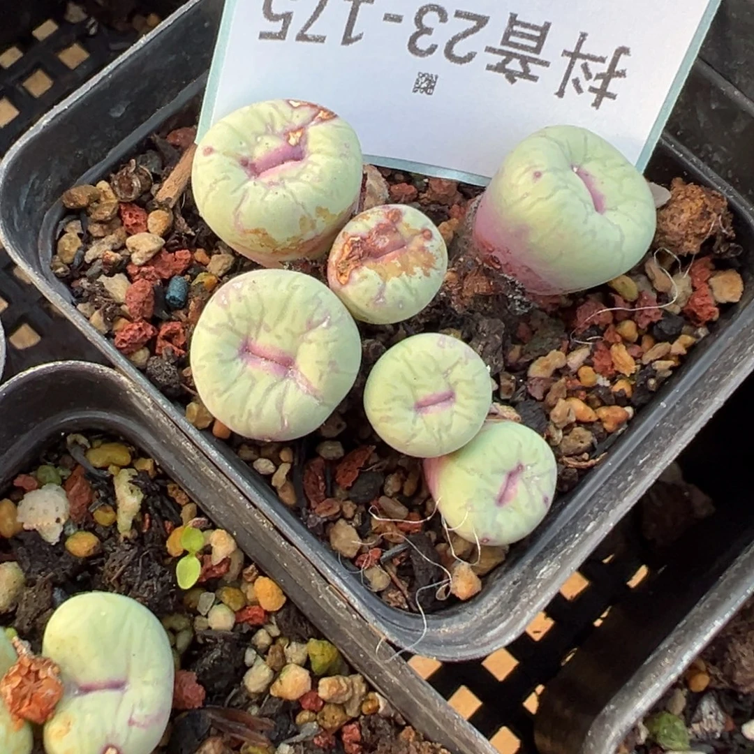 23-175肉锥多肉植物