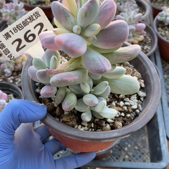 262一一一一一一一一一