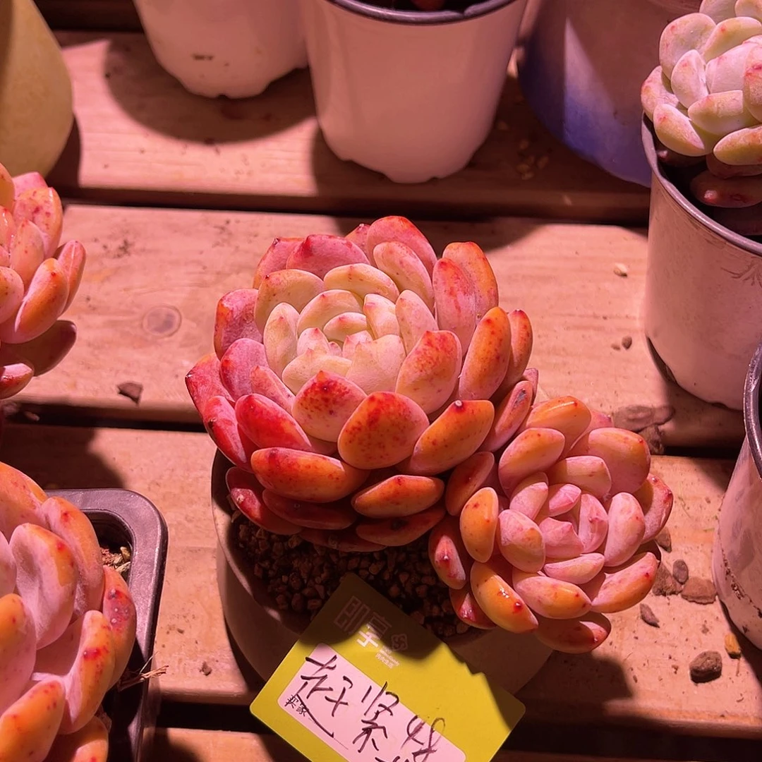 赶****?橙梦露双头一颗带盆