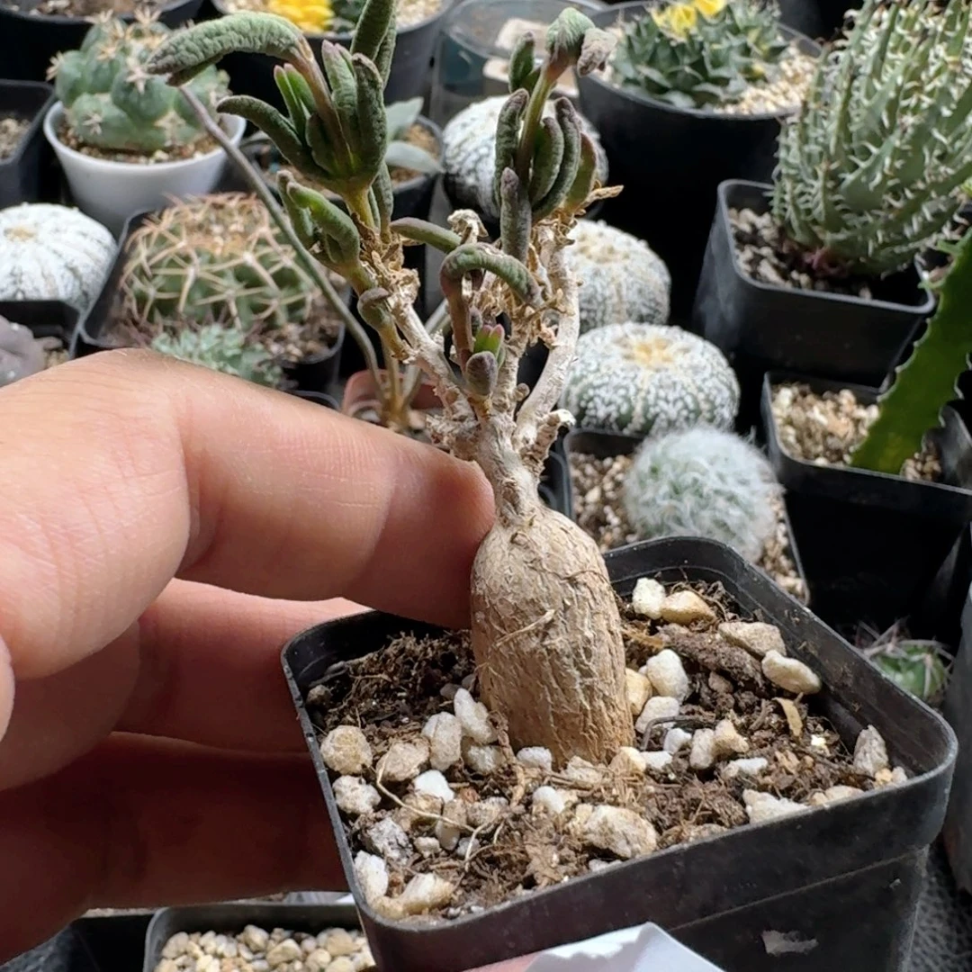 ****莳401冰花脱土发货实生