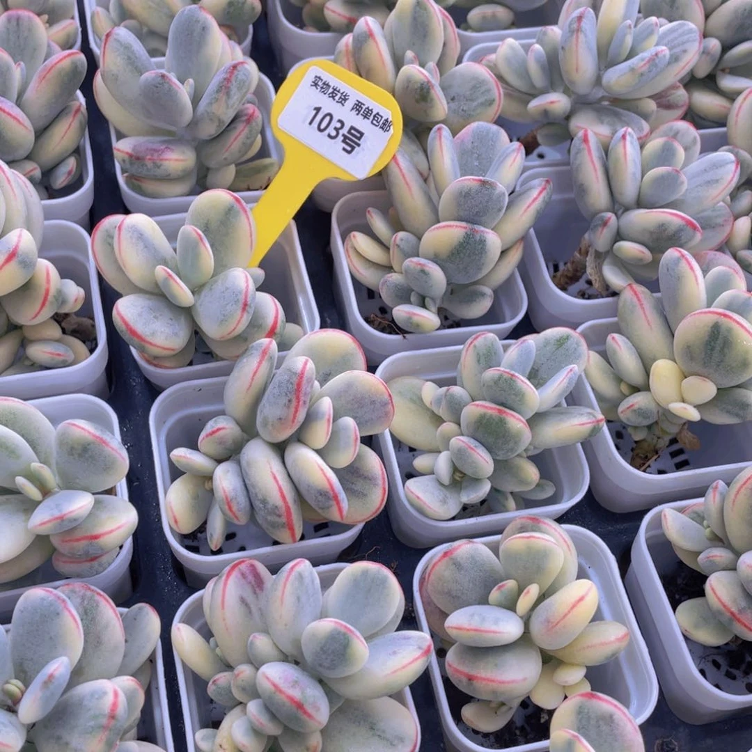 103号 精品乒乓福娘锦一个