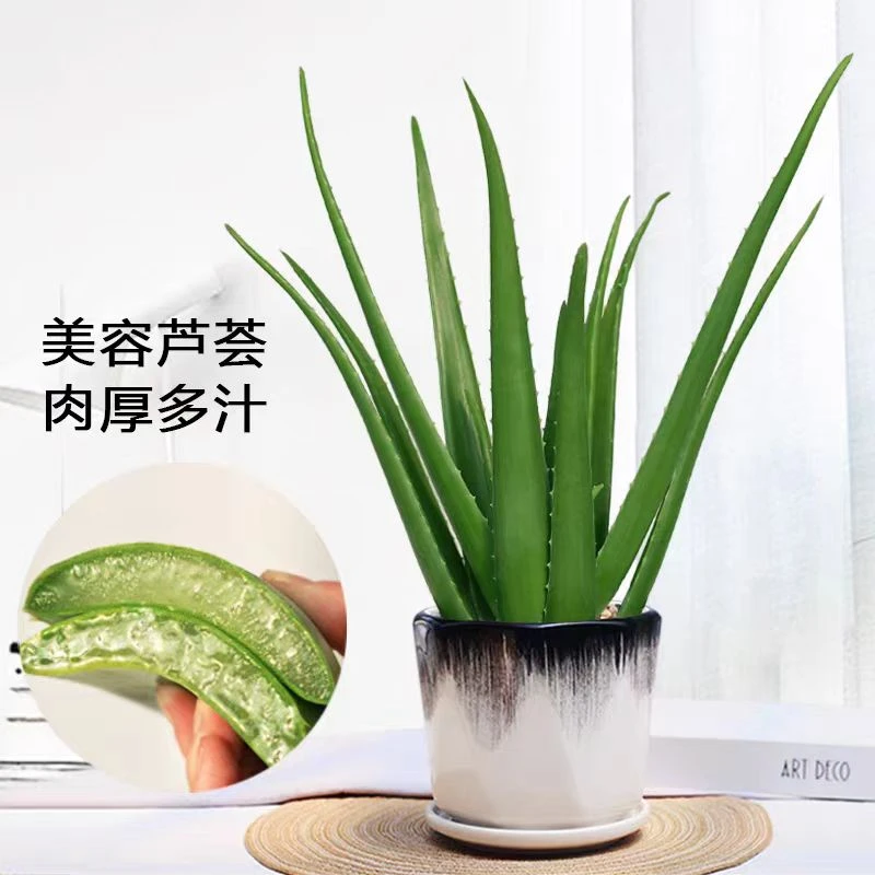 芦荟苗食用芦荟苗 库拉索芦荟盆栽植物可食用观赏吸甲醛洗浴专用