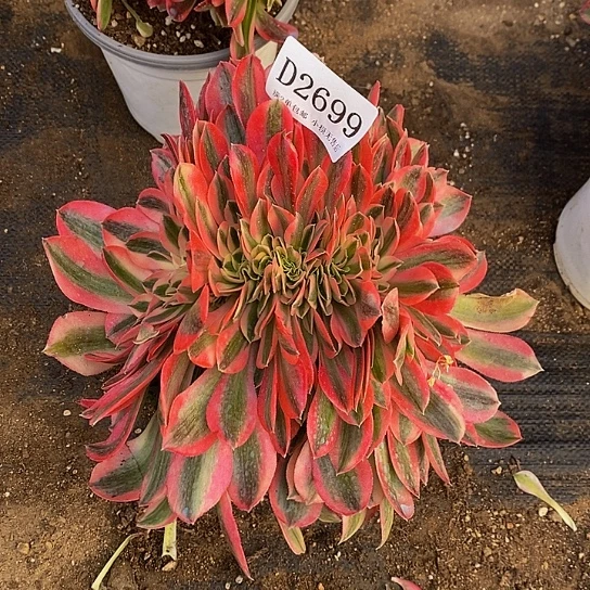 2699女巫多肉缀化