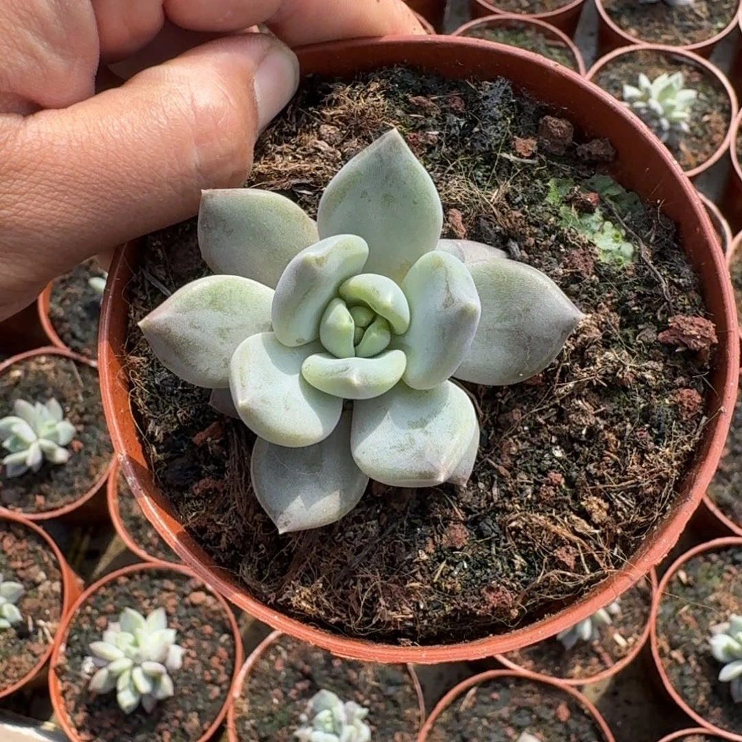 邀月 叶插 单头 一物一拍