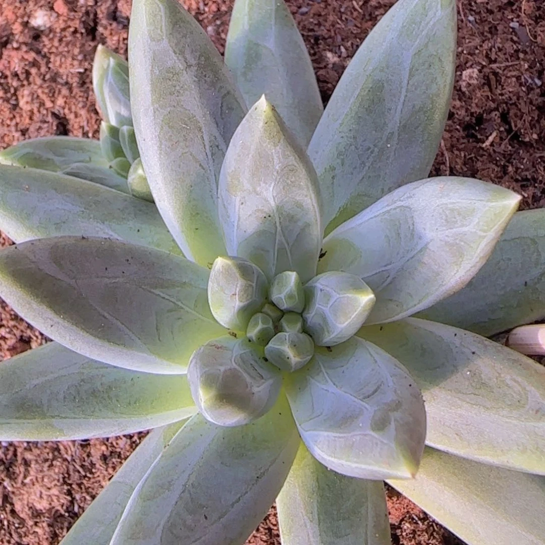 美人多肉植物多肉植物