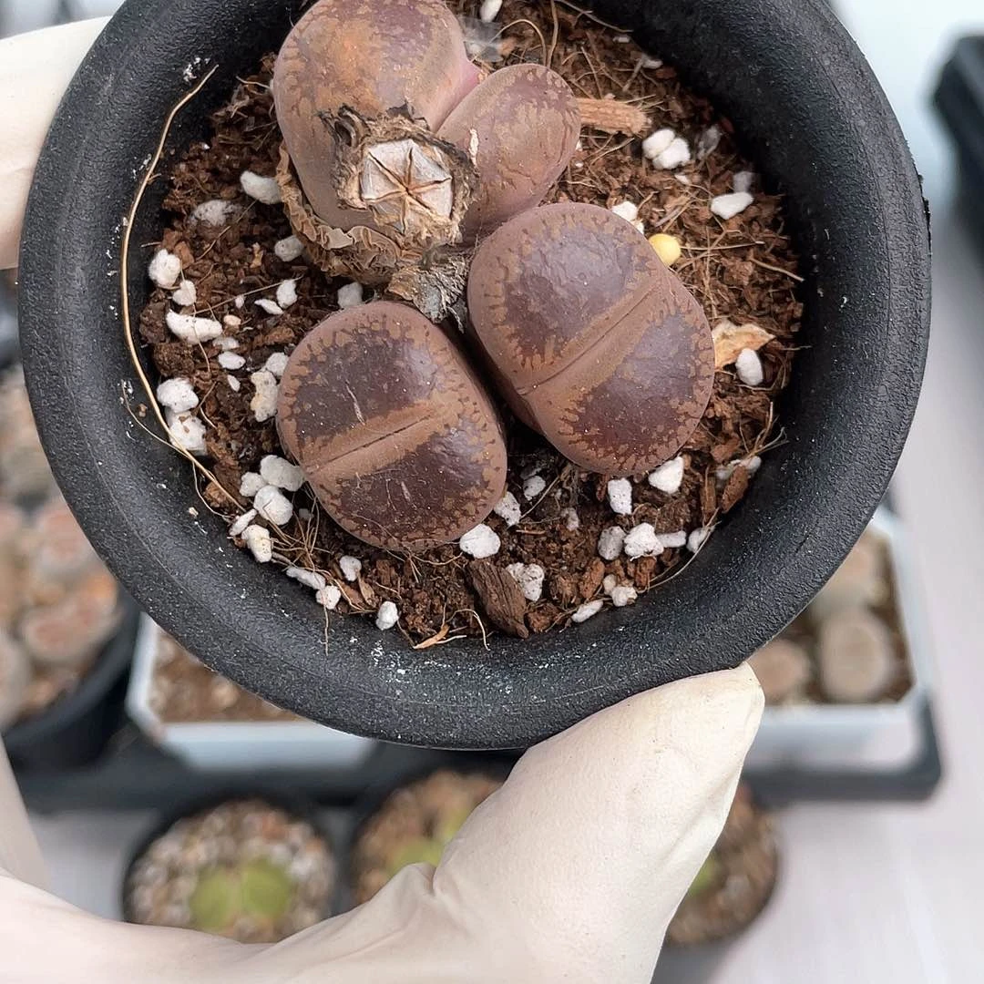 2478大棚清仓甩卖了