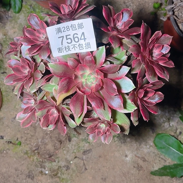 7564浣纱多肉植物