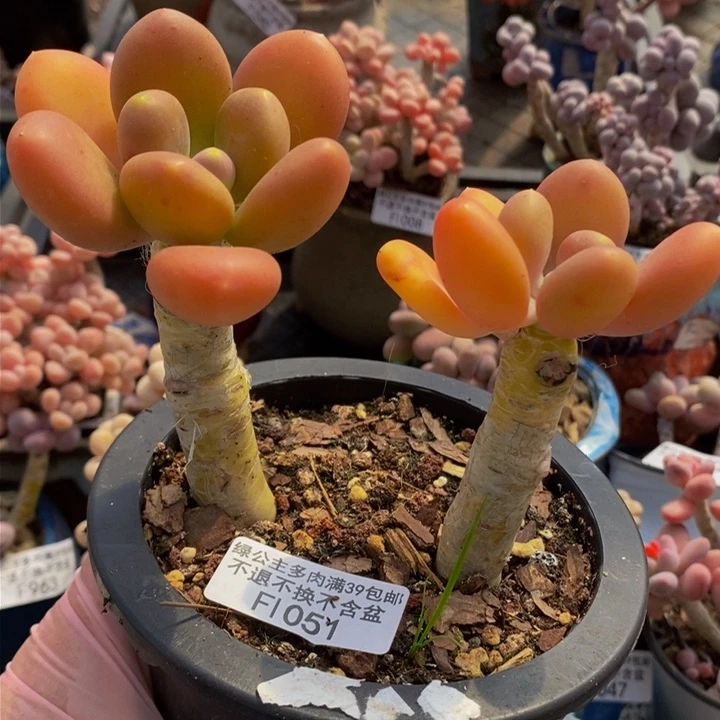 金蝉老桩1051多肉植物