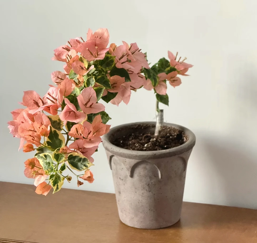 {金边台湾姑娘} 原生盆苗 爬藤飘枝垂吊