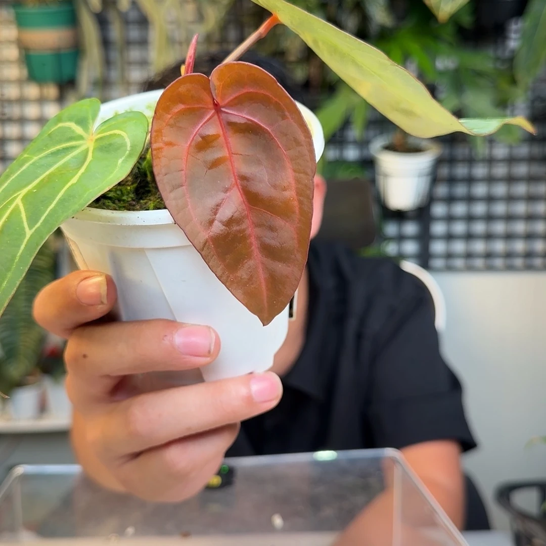 财***版完全开放卡拉杂红水晶U12