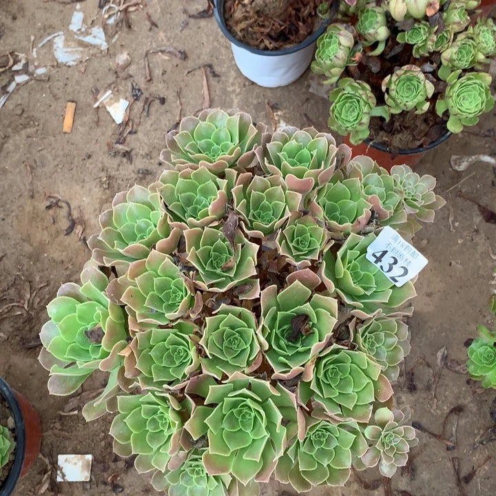432柠檬玫瑰大绣球3