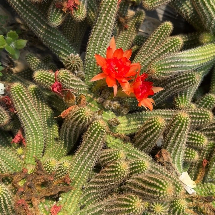 白檀558侧芽一个