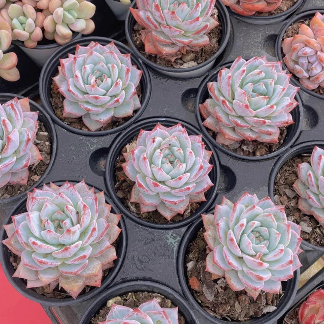 104号 韩版粉蓝鸟单头一个