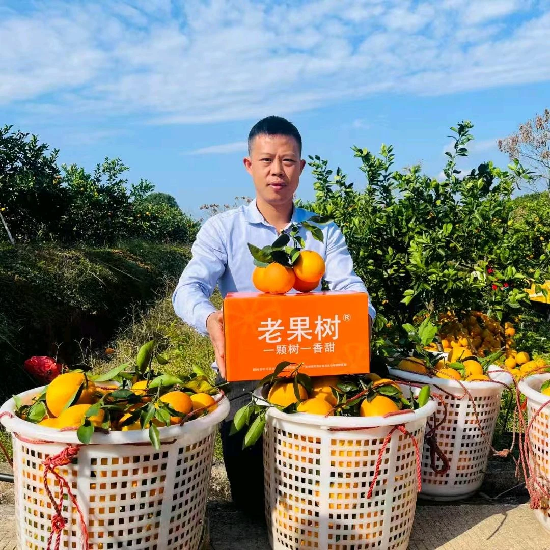 正宗江西赣南脐橙新鲜现摘应季水果产地直发信丰脐橙