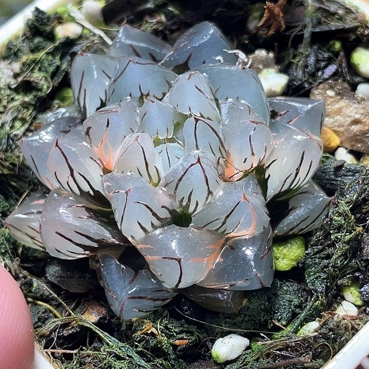 605水中月锦特选福利
