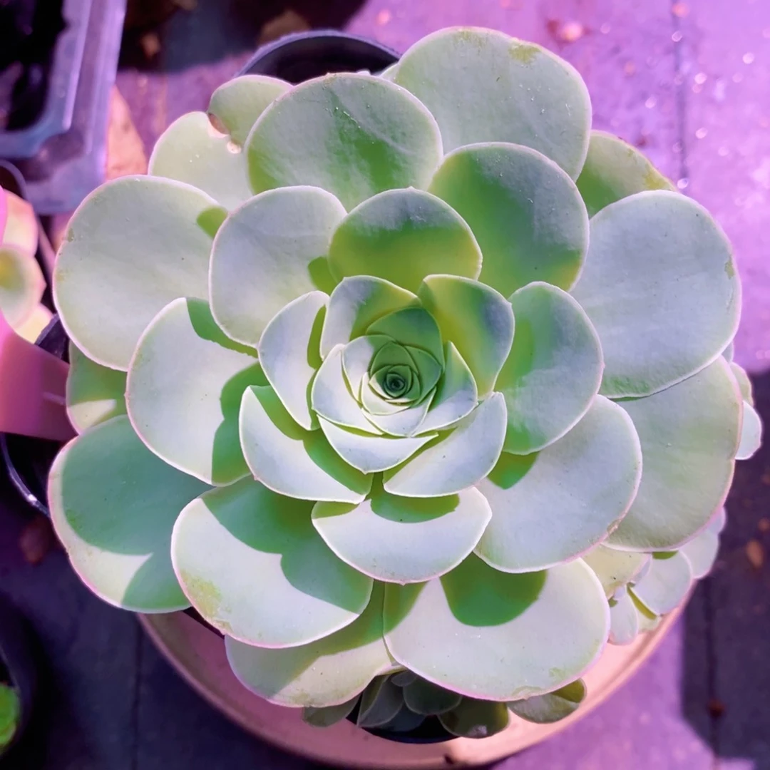 星灵公主满圈手捧新年福利一物一拍346