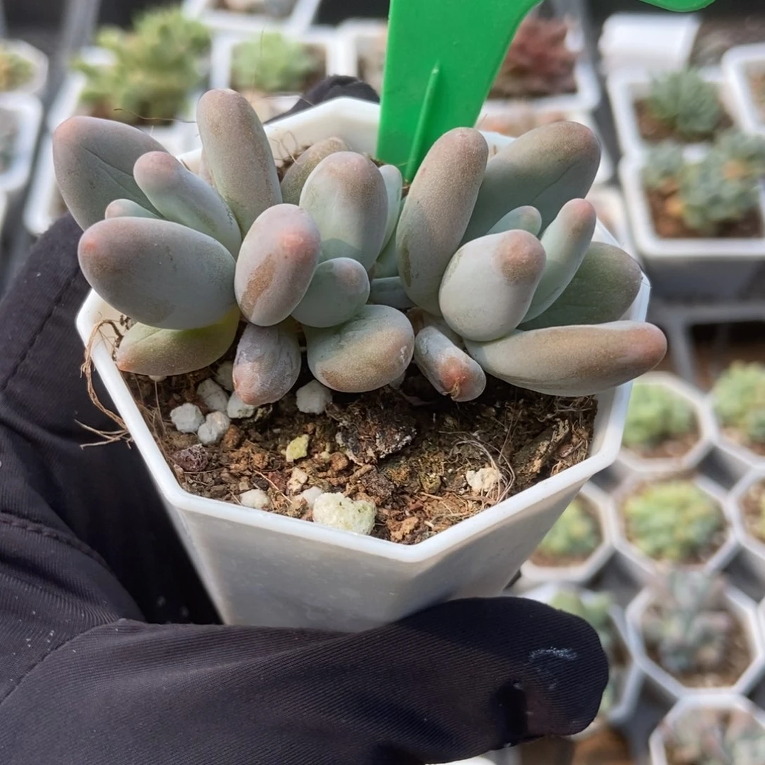 811企鹅多肉植物保护